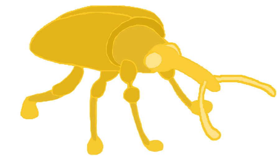 Piss weevil